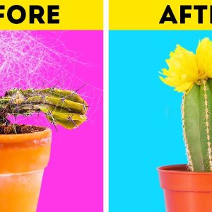 How to replant cactus? Basic gardening tips on growing a cactus plant at home