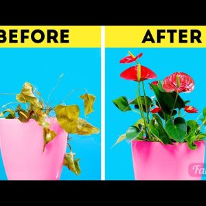 Anthurium plant care: How to make anthurium bloom year-round