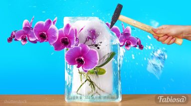 Easy ways to help orchids flower and thrive again