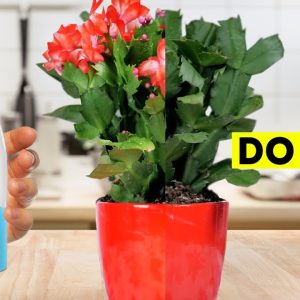 Gardening tips and tricks for lazy people!