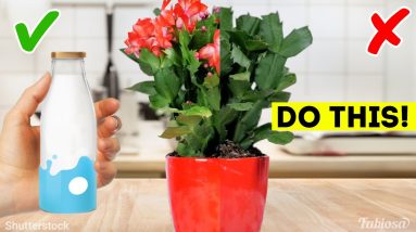 Gardening tips and tricks for lazy people!