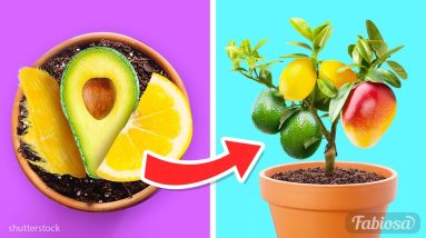 How to easily grow 3 fruit trees from seeds at home