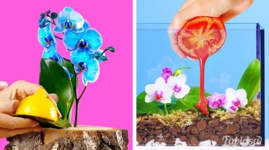 Orchid propagation made easy: How to grow and look after orchids at home