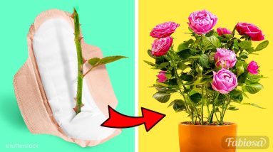 Rose propagation secrets revealed: How to grow roses at home