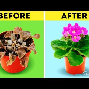 Simple and effective organic fertilizers for flowers: Gardening hacks