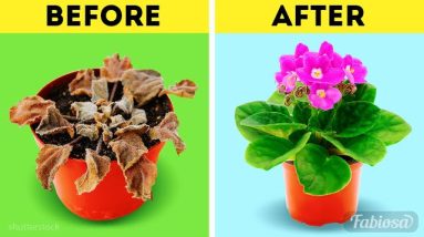 Simple and effective organic fertilizers for flowers: Gardening hacks