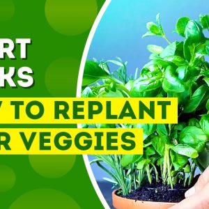 SMART HACKS HOW TO REPLANT YOUR VEGGIES